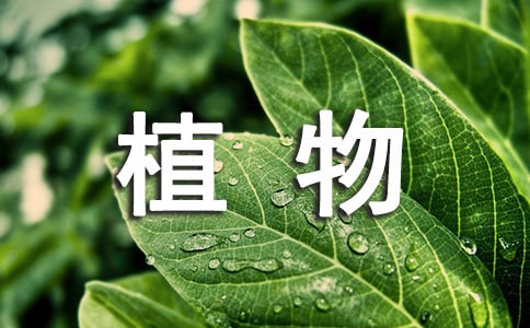 2023年形容绿色植物的句子22句