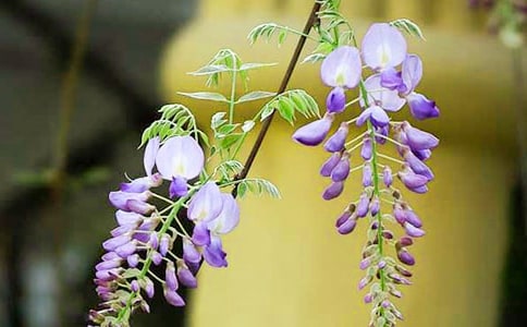 ���ٻ��µ�һ���ֵ�ͯ������