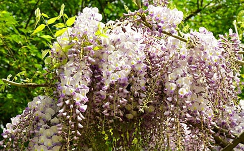 紫藤花教案