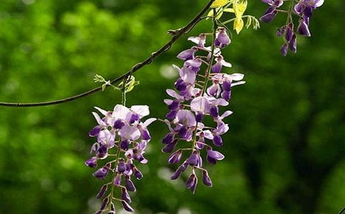 紫藤花怎么养