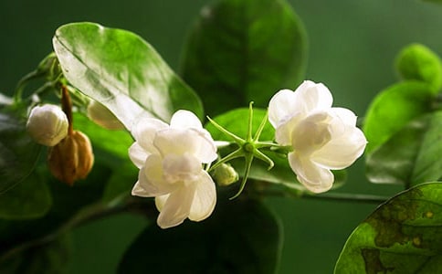 赞美茉莉花的句子