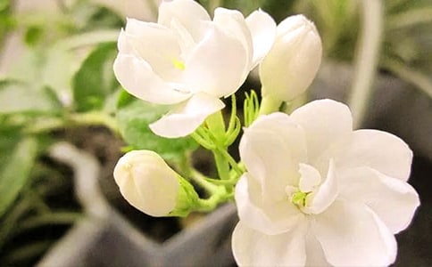 人音版六年级上册第一单元《茉莉花》教案(精选10篇)