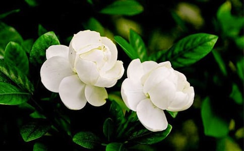 《茉莉花》教案