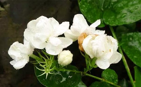 茉莉花的盆栽养殖技巧