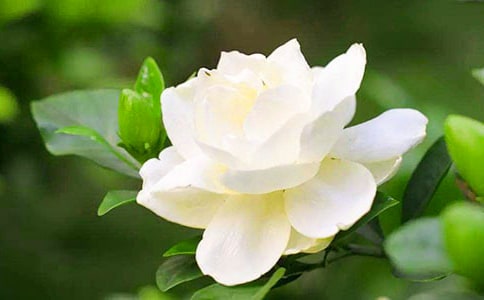 栀子花的开花时间