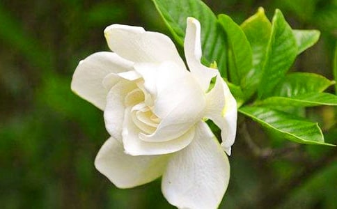 栀子花只长花苞不开花该怎么办