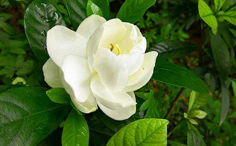 栀子花的养殖方法