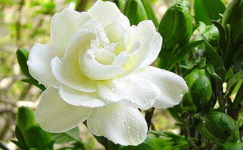 栀子花冬季怎么养