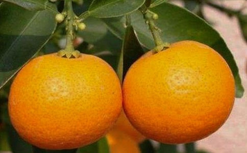����԰���˺�һ����ˮ���Ķ���