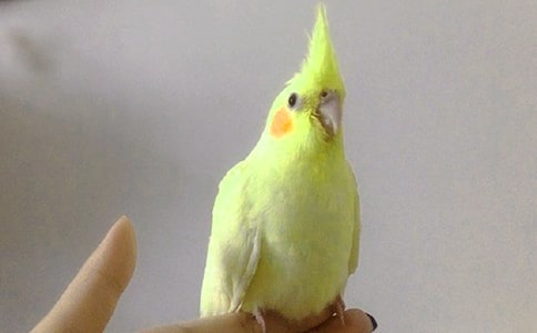 牡丹鹦鹉怎么分公母