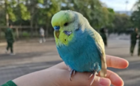 血鹦鹉怎么养