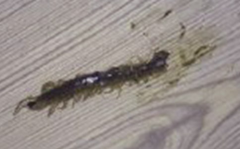 幼儿4-5岁游戏蜈蚣爬玩法