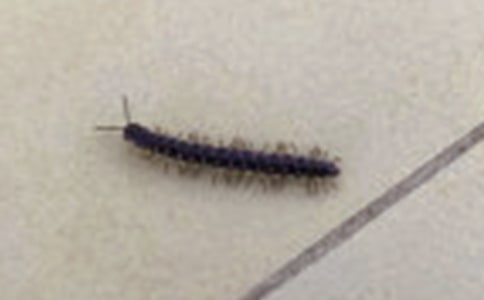 蜈蚣走路大班教案