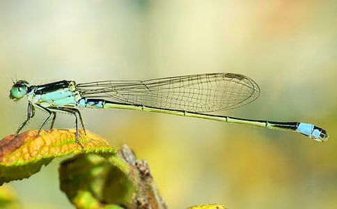 《蜻蜓眼》读后感15篇