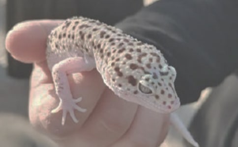 鬃狮蜥蜴吃什么