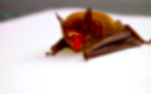 蝙蝠和雷达教案(15篇)