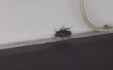 蟑螂怕什么东西
