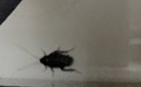 如何除蟑螂才最有效