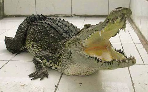 超简单的儿童纸盘小鳄鱼制作方法